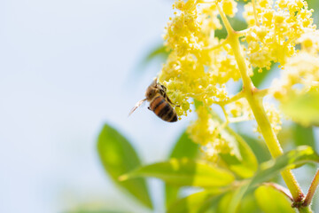 bee on flower