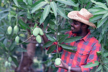 African man farmer is picking mango fruit in organic farm with smile and happy.Agriculture or...