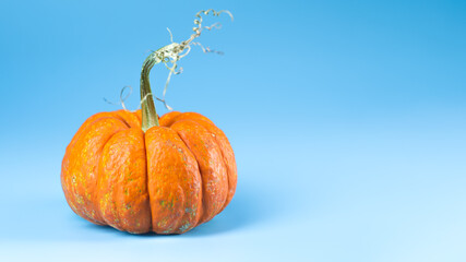 Mini orange pumpkin with stem for Halloween on blue background.