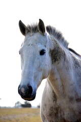 portrait of a white horse