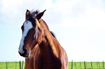 portrait of a horse an sky
