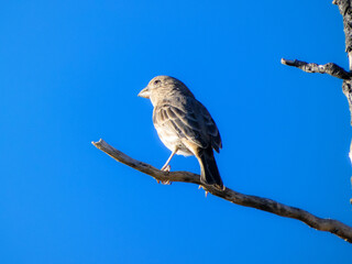 sparrow on a branch