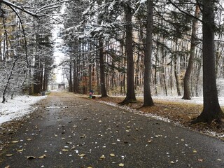 The first snow in the park