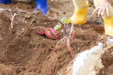 秋のお芋ほり