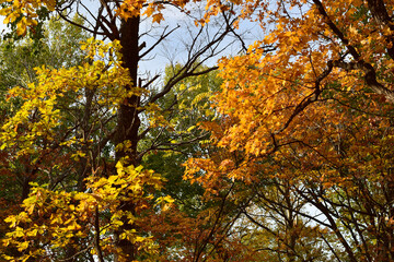Fototapeta premium Autumn trees with bright yellow-orange foliage. October. Close-up of branches.