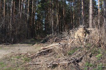 dry branches brushwood in the forest in the dried grass for fire danger