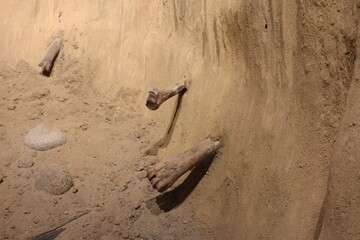 dead bones of dinosaur animals in the sand ancient excavations archaeological finds