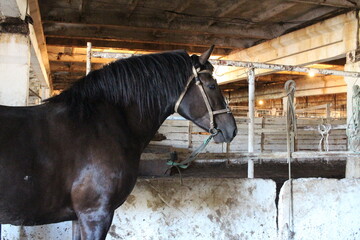 black fat horse in the stable on the farm animal in the village