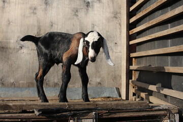 brown kid Nubian animal on the farm beautiful walking