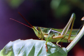 Langosta