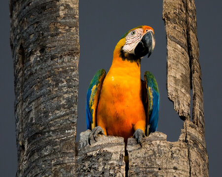 Ara arauna, araraa-canind&eacute;, Blue-and-yellow Macaw