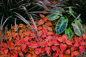 autumn leaves background