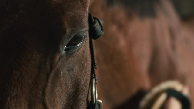 Brown horse during grooming procedure