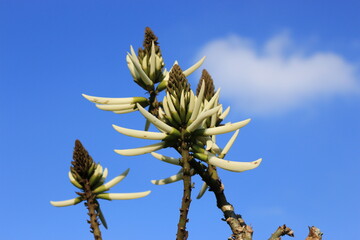 plant on blue sky