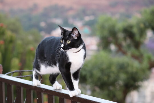 Gatita