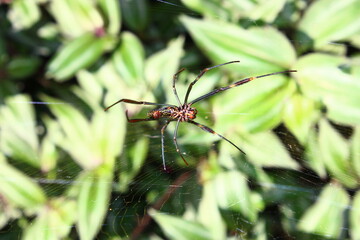 spider on a leaf