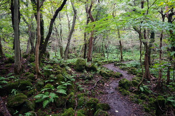 Obraz premium a refreshing summer forest with a path, in the rain