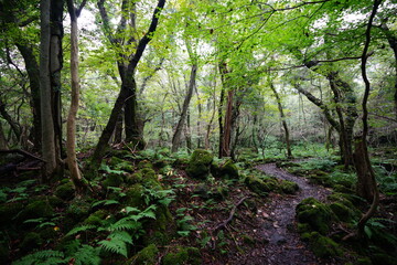 Fototapeta na wymiar a refreshing summer forest with a path, in the rain