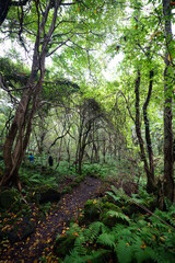 a refreshing summer forest with a path, in the rain