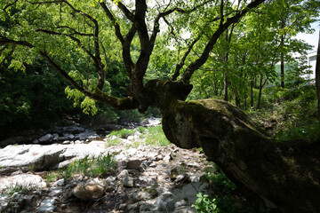 The scenery of sheep grazing in autumn when cosmos blooms and persimmons are ripening.