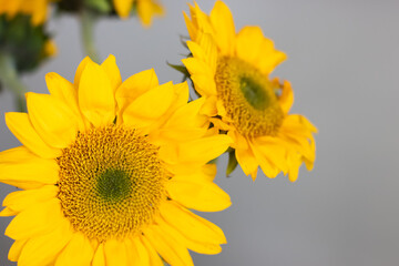 Closeup of a Bright Yellow Sunflowers in the gray background