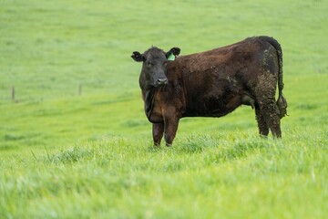 Stud Angus, wagyu, Murray grey, Dairy and beef Cows and Bulls grazing on grass and pasture in a...