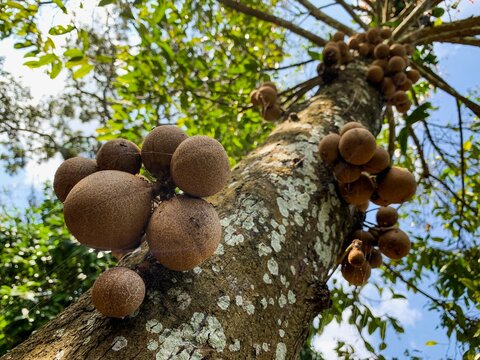 Kepel fruits or burahol (Stelechocarpus burahol), on the tree trunk, selected focus