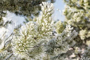 grainy structure of frost, a pine branch is covered with frost from severe frost and high air humidity from the greenhouse effect, selective focus