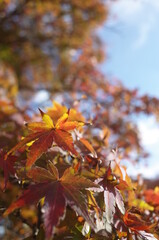Red autumn leaves of Japanese Maple
