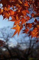 Red autumn leaves of Japanese Maple

