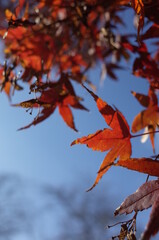 Red autumn leaves of Japanese Maple
