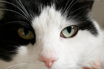 Closeup view of black and white cat with beautiful green eyes