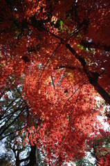 Red autumn leaves of Japanese Maple
