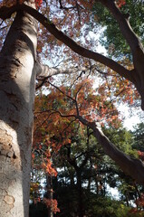 Red autumn leaves of Japanese Maple
