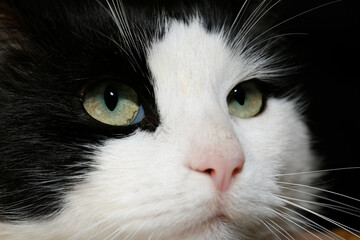 Closeup view of black and white cat with beautiful green eyes on dark background