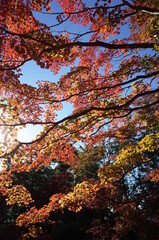 Red autumn leaves of Japanese Maple
