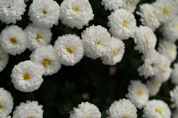 White flowers of Chrysanthemum in full bloom

