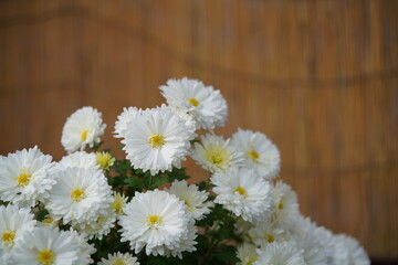Obraz premium White and Light Cream flowers of Chrysanthemum in full bloom 