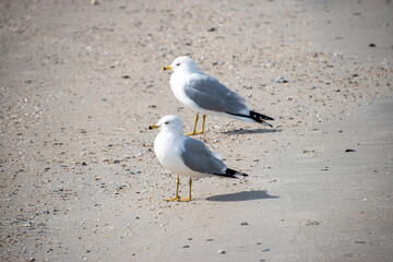 Two seagulls on a sandy beach
