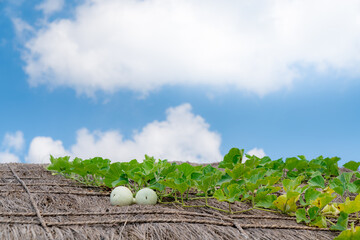 맑은 하늘 초가지붕 조롱박