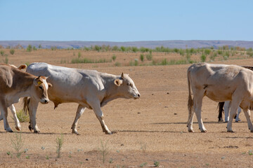 young bulls and cows in the pasture. Young goby in the field eating grass