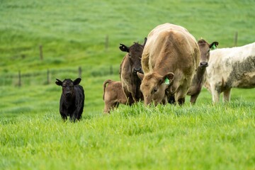 Stud Beef bulls, cows and calves grazing on grass in a field, in Australia. breeds of cattle...