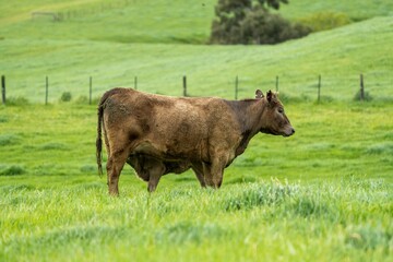 Stud Beef bulls, cows and calves grazing on grass in a field, in Australia. breeds of cattle...