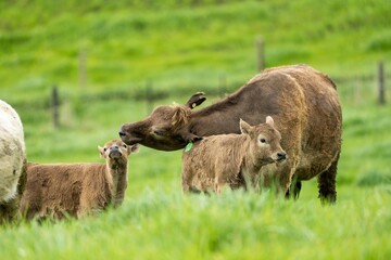 Stud Angus, wagyu, Murray grey, Dairy and beef Cows and calf grazing on grass and pasture in a...