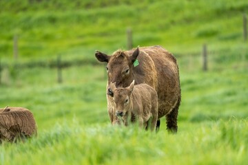 Stud Angus, wagyu, Murray grey, Dairy and beef Cows and calf grazing on grass and pasture in a...