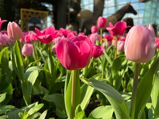 Pink Tulips