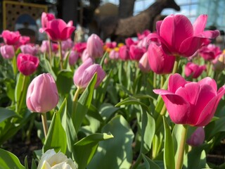 Pink Tulips in garden