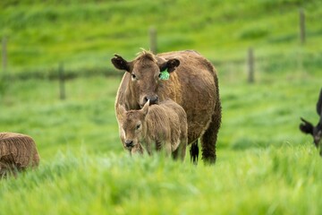 Stud Angus, wagyu, Murray grey, Dairy and beef Cows and calf grazing on grass and pasture in a...