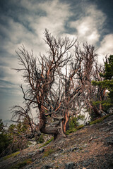 Beautiful dead tree on a background of white clouds which emphasizes its shape