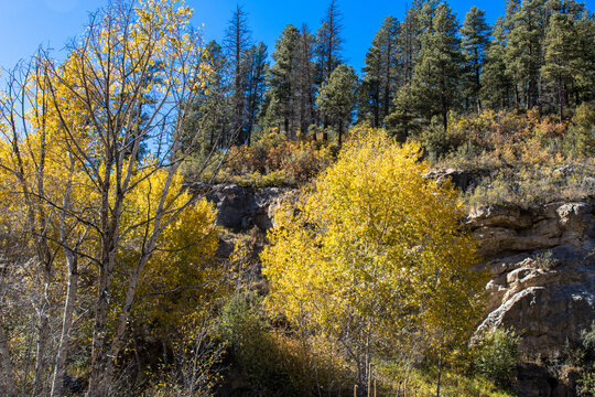 Fall color along scenic drive in New Mexico's Pecos River Canyon State Park in the Sangre de Cristo Mountains